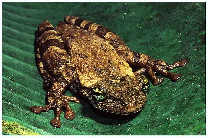 Tropischer Laubfrosch