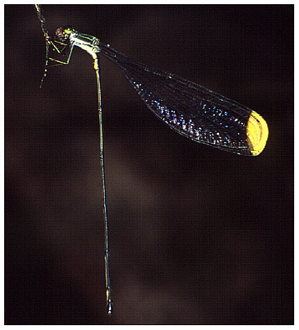 Mecistogaster spec. (?)