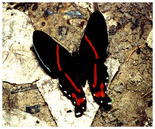 Tropischer Schmetterling