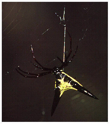 Tropische Netzspinne