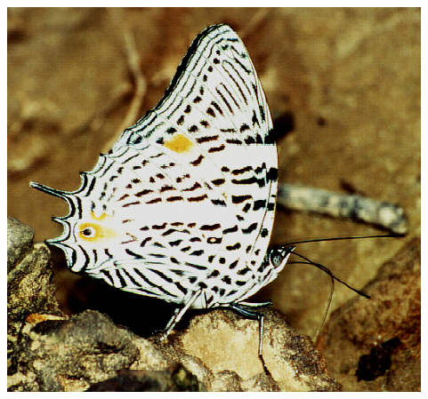 Tropischer Schmetterling