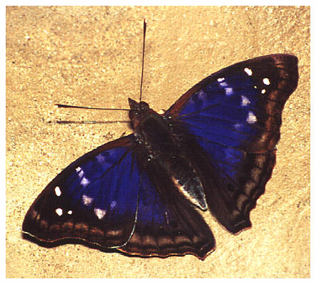 Tropischer Schmetterling