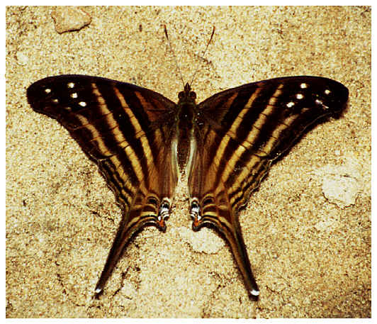 Tropischer Schmetterling