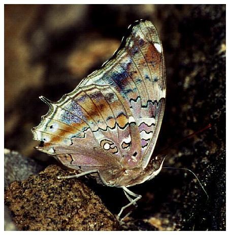 Tropischer Schmetterling