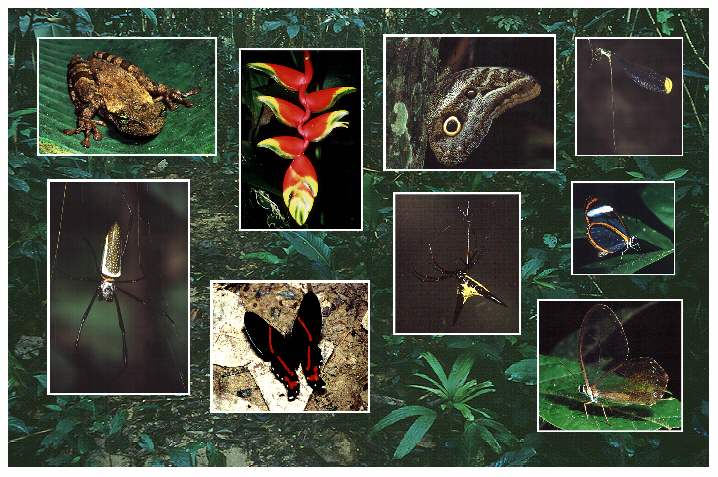 Urwaldpfad Explorer's Inn