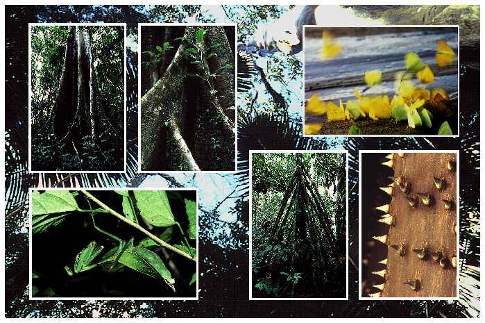 Urwaldpfad Explorer's Inn