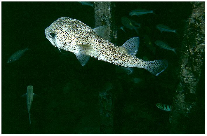 Gepunkteter Igelfisch