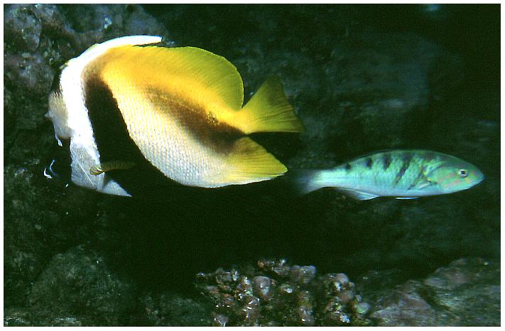 Masken-Wimpelfisch mit Sechstreifen-Lippfisch