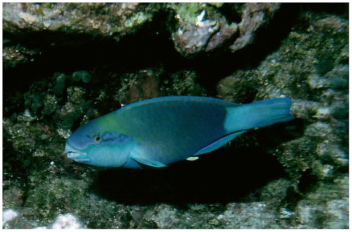Papageifisch