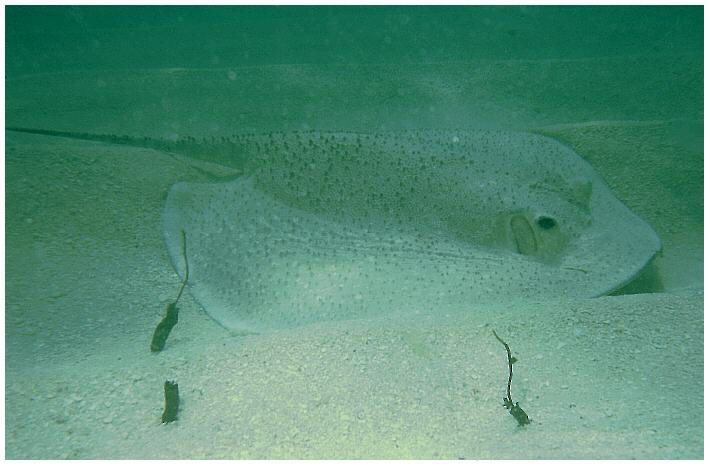 Stachelrochen